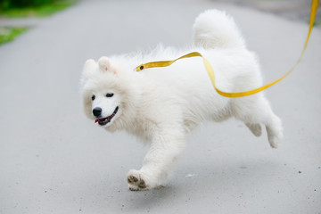 young happy fluffy sweet dog Samoyed white and furry runs on the street animal background pet wallpaper