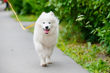 young happy fluffy sweet dog Samoyed white and furry runs on the street animal background pet wallpaper