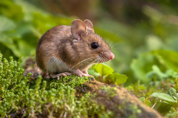 Naklejka na ściany i meble Cute Wood mouse in natural habitat