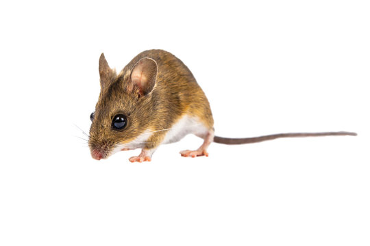 Walking Field Mouse on white background