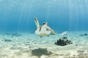 Marine turtle waving hand or giving a high five - obrazy, fototapety, plakaty