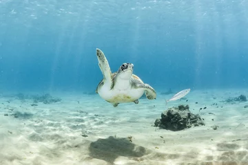 Fotobehang Marine turtle waving hand or giving a high five © puntel