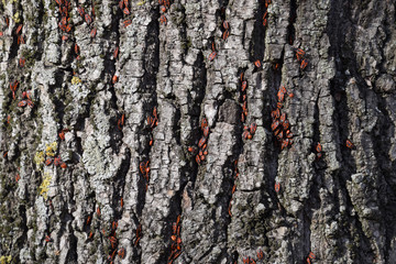Red bugs bask in the sun on tree bark. Autumn warm-soldiers for beetles