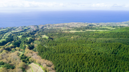 Forest - Azores, Portugal