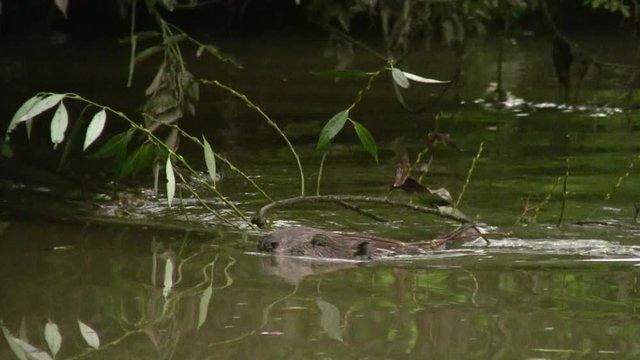 European beaver (Castor fiber) - no color grading