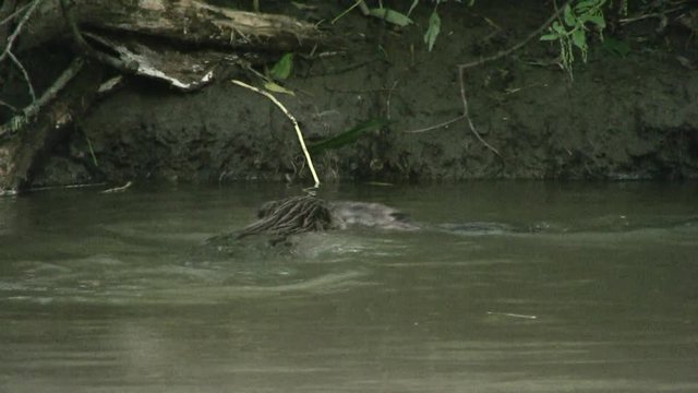 European beaver (Castor fiber) - no color grading