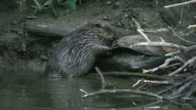 European beaver (Castor fiber) - no color grading