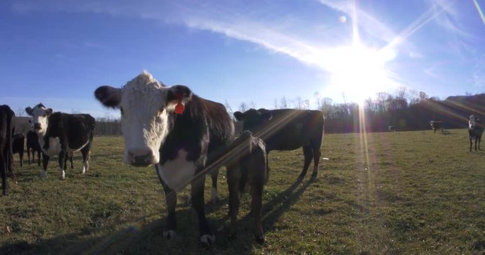 Fisheye view of cows up close against a clear blue sky with lens flare from the sun.