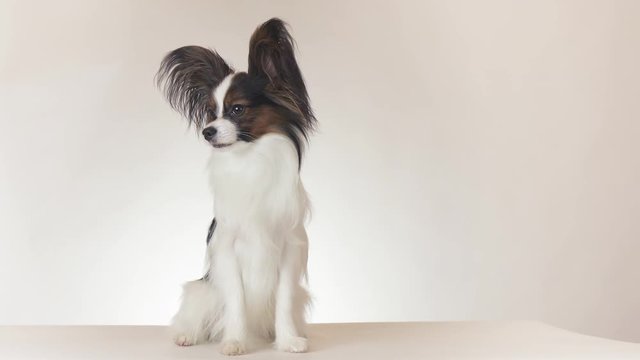 Beautiful young male dog Continental Toy Spaniel Papillon sits and looks around on white background stock footage video