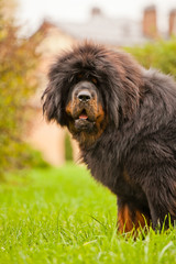 Fototapeta premium Tibetan Mastiff dog Moscow Street