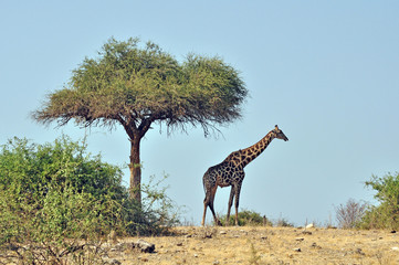 Botswana Moremi 2016 Giraffe 