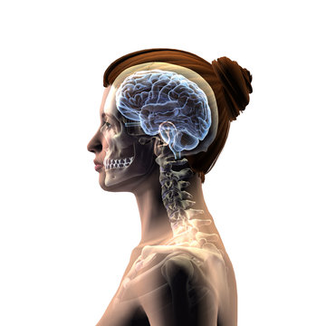 Profile of Woman's Head with Skull and Brain on White Background