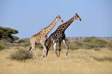 Botswana Chobe 2016 Giraffe 