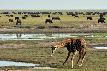 Botswana Chobe 2016 Giraffe 
