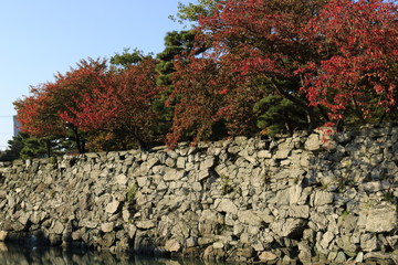 autumn leaves