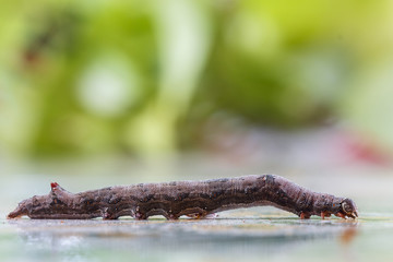 Worm on bokeh background