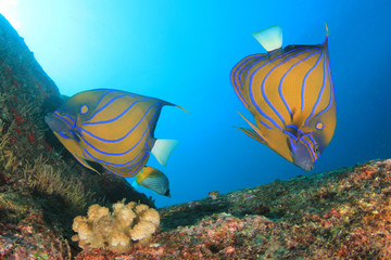 Bluering Angelfish tropical reef fish