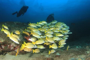 Crédence de cuisine en verre imprimé Plonger Scuba dive coral reef and fish