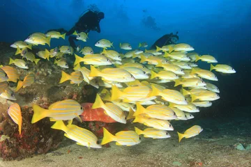 Papier Peint photo Plonger Plongée sous-marine récif de corail et poissons