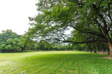Big tree in Beautiful park scene in park with green grass field