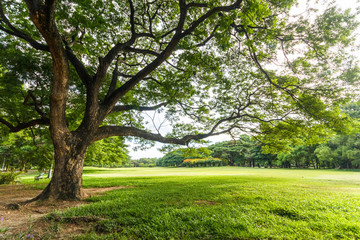 Big tree in Beautiful park scene in park with green grass field