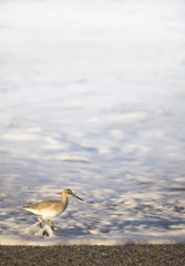 Wading Bird