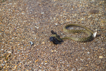 Snake (Dolihofis) eats fish. Snake Skid