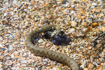 Snake (Dolihofis) eats fish. Snake Skid