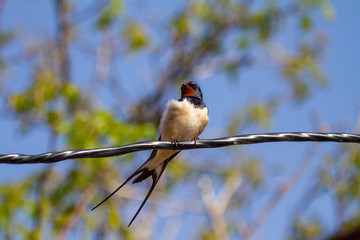 Swallows sitting on wires and rest against the blue sky. Swallow bird in natural habitat.