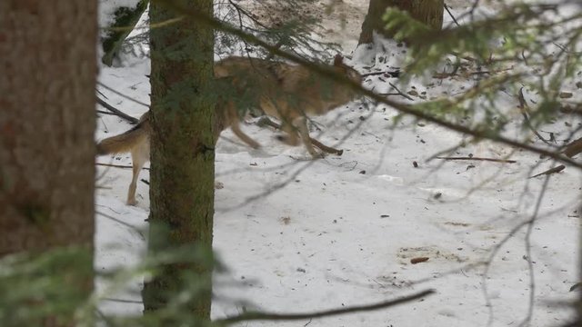 Eurasian wolf (Canis lupus) in winter forest