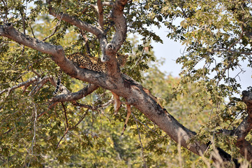 Botswana Chobe 2016 Leopard