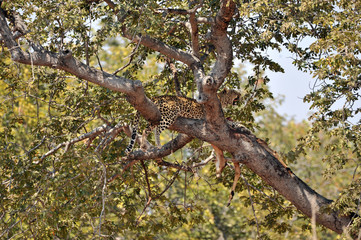 Botswana Chobe 2016 Leopard
