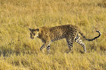 Botswana Moremi 2016 Leopard 