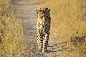 Botswana Moremi 2016 Leopard 