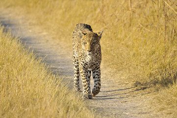 Botswana Moremi 2016 Leopard 