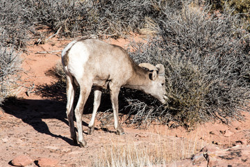 Big horn sheep in Canyonlands National Park in Utah