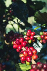 Good quality Arabica coffee on high mountain. In Southeast Asia thailand