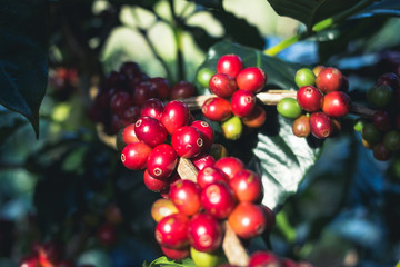 Good quality Arabica coffee on high mountain. In Southeast Asia thailand
