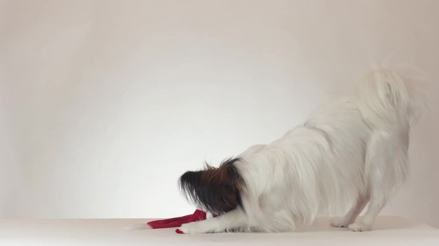 Funny young male dog Continental Toy Spaniel Papillon tries to take off the Santa Klaus cap on white background stock footage video