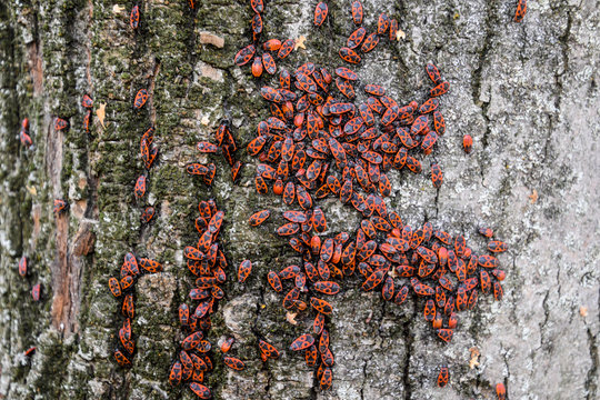 Red bugs bask in the sun on tree bark. Autumn warm-soldiers for beetles