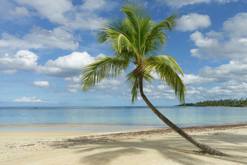 Beautiful tropical beach with palm tree, Samana, Dominican Republic