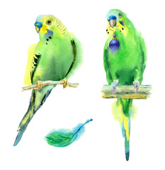 Watercolor painting. Set of green parrots on a white background. - 183423321