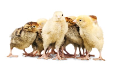 Chicks - Baby Chicken
