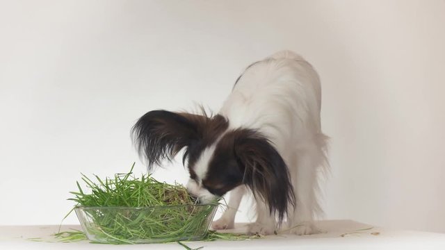 Beautiful young male dog Continental Toy Spaniel Papillon eating fresh sprouted oats on white background stock footage video