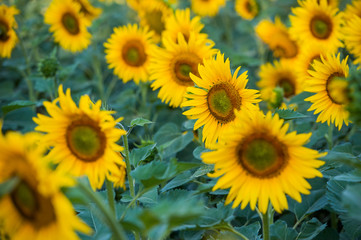sunflowers in a close-up field