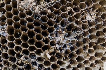 close-up Old Wasp nest with wasps sitting on it