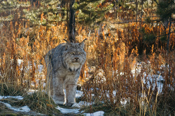 Lynx on the Prowl