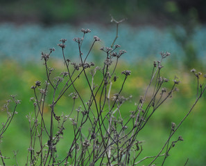Grass at sunrise in nature