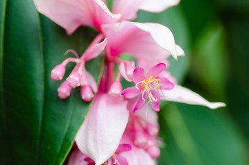 Obraz na płótnie Canvas Beautiful pink flower (Medinella magnifica) blossom in a garden
