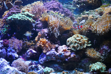 Naklejka na ściany i meble Colorful coral reef and tropical fish
